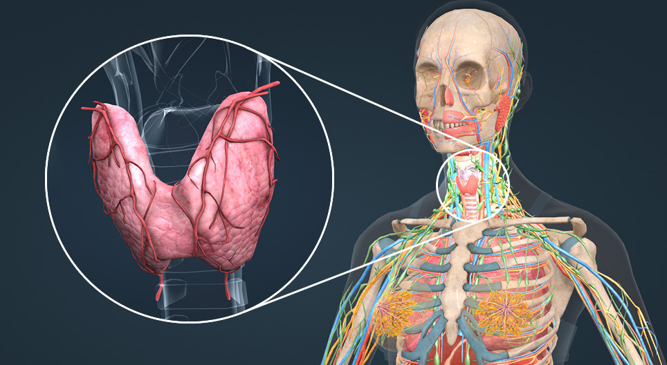 Thyroid gland