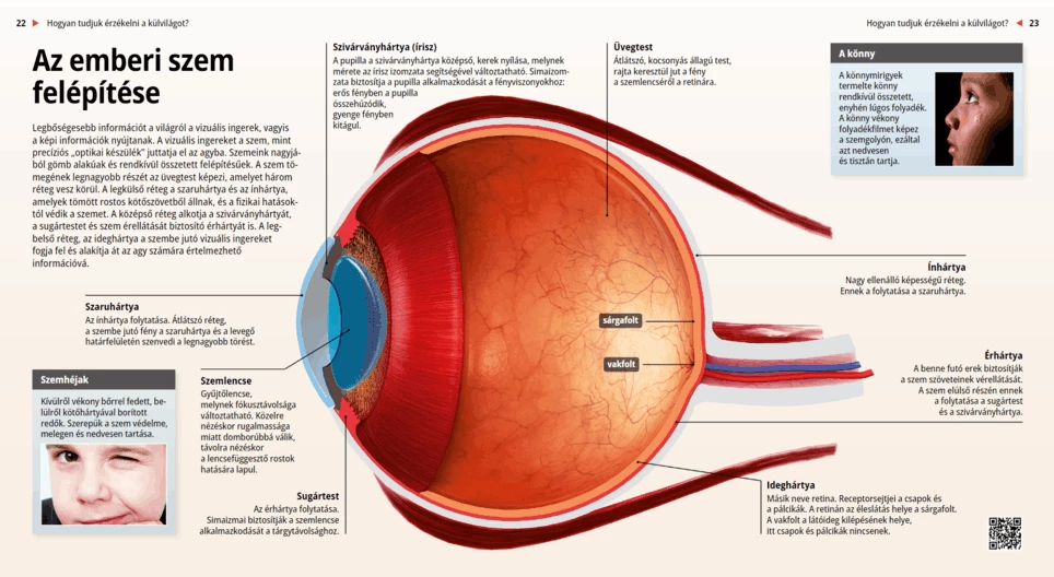 La estructura del ojo humano