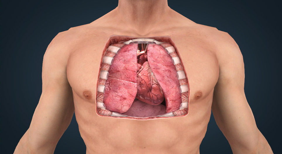 Anatomía del corazón