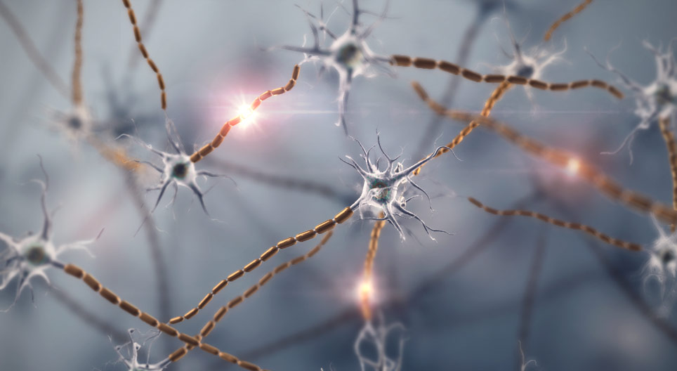 Neurona y tejido nervioso