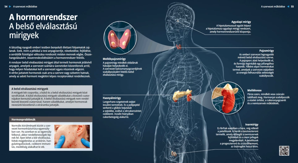 Hormonski sustav – endokrine žlijezde