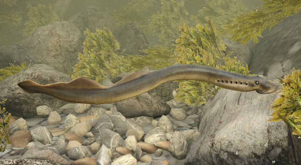 Riječna paklara - Lampetra fluviatilis