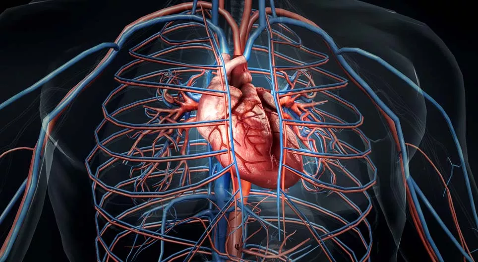 Hogyan mozog a szívünk?