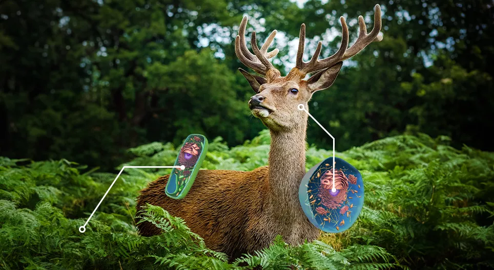 Hasonlítsuk össze a növényi és az állati sejtet!