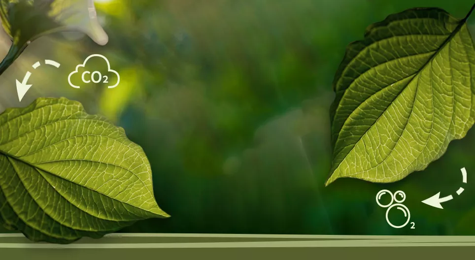 Mi a fotoszintézis?