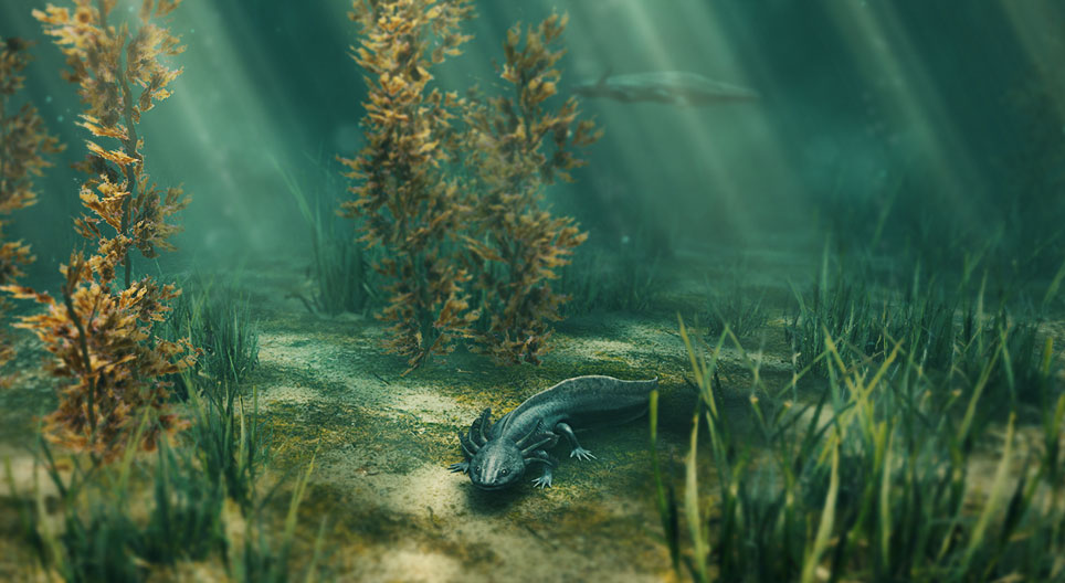 Mexikói axolotl