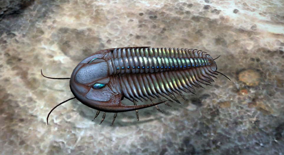 Trilobiták, háromkaréjú ősrákok
