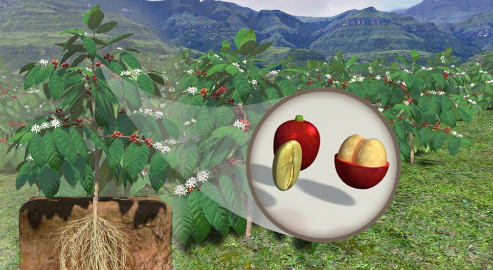 A kávé