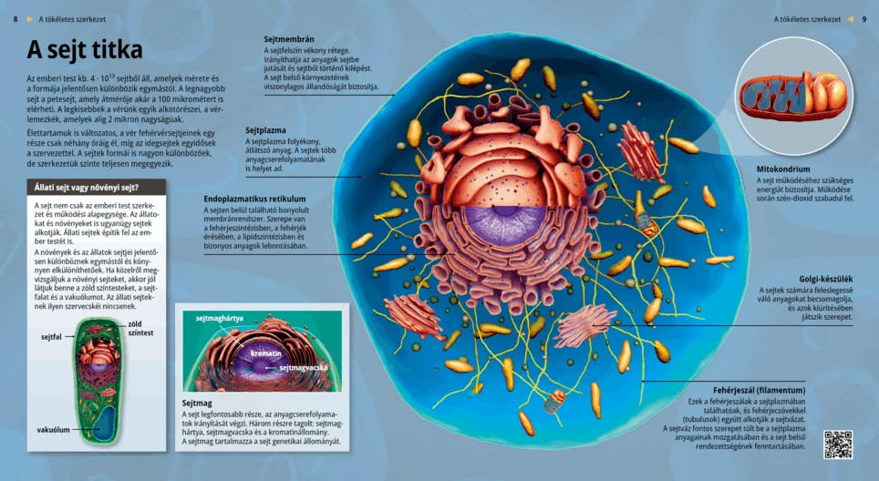 Il segreto delle cellule