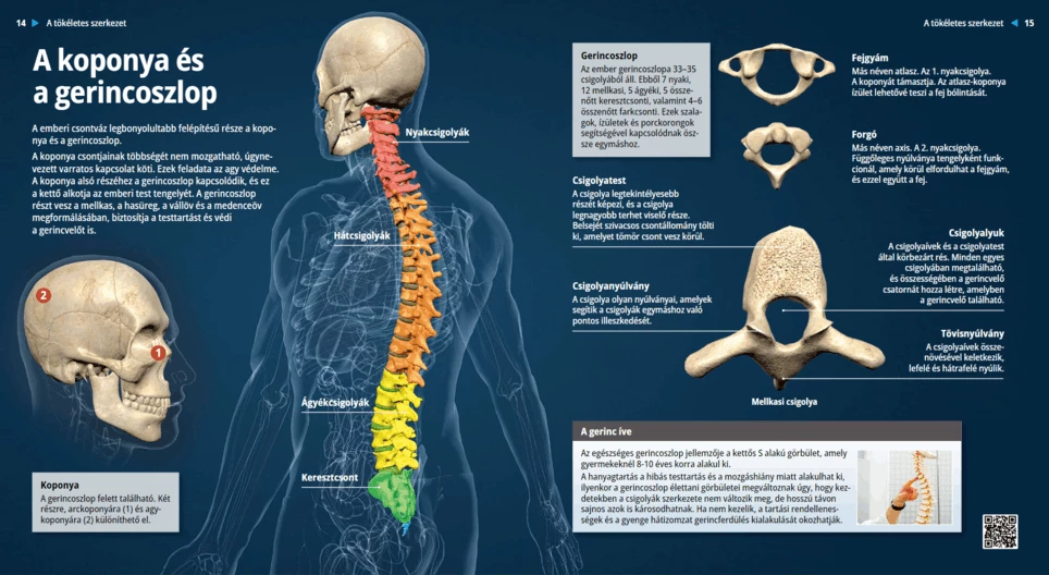 Il cranio e la colonna vertebrale