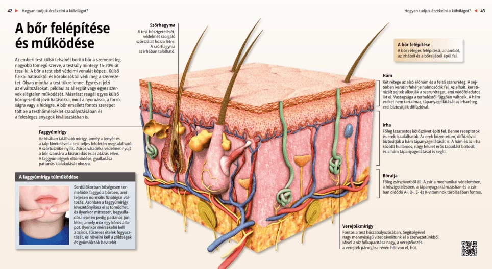 Anatomia e funzioni della pelle