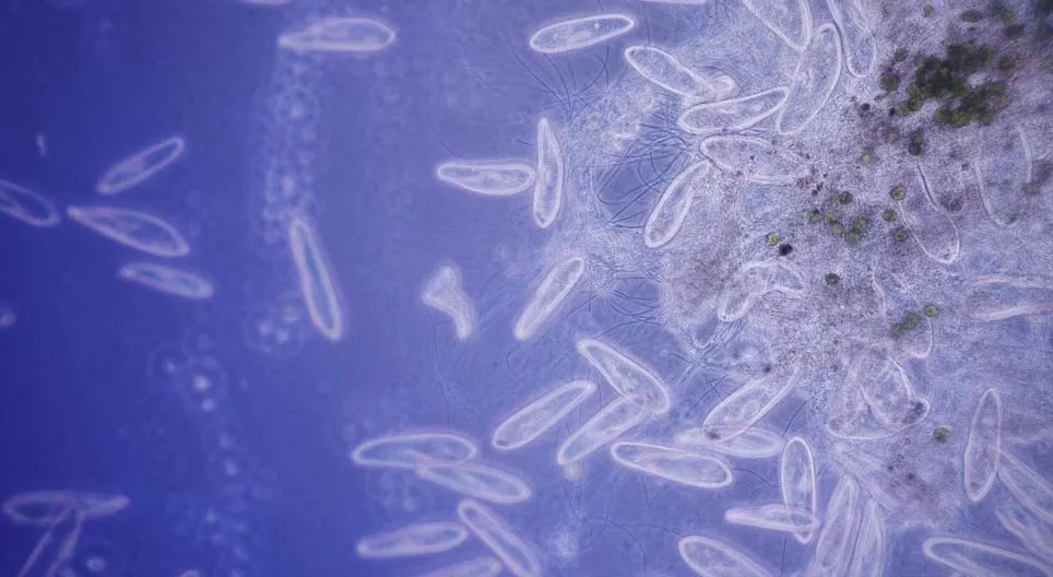 Come si muovono gli organismi unicellulari?