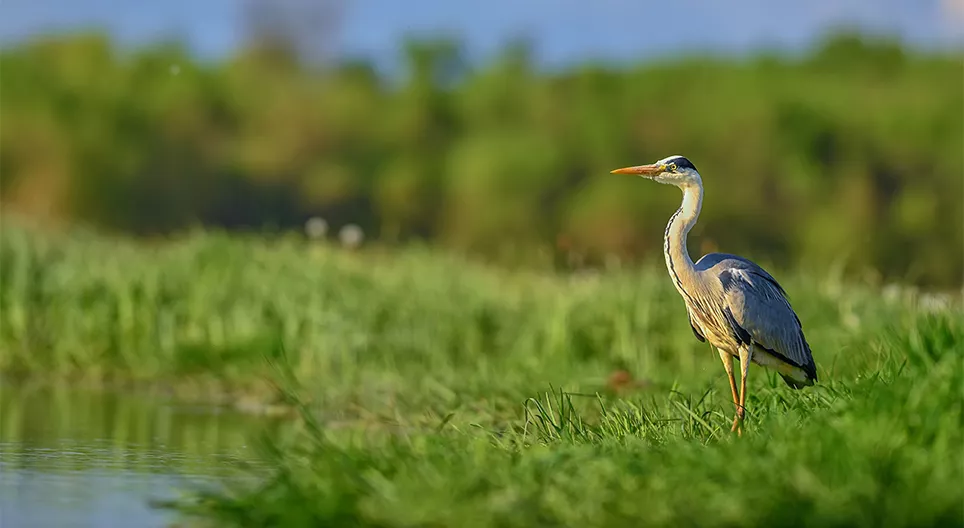 Vita nell'acqua e sulla riva