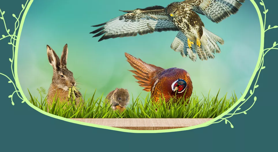 Animali dei prati