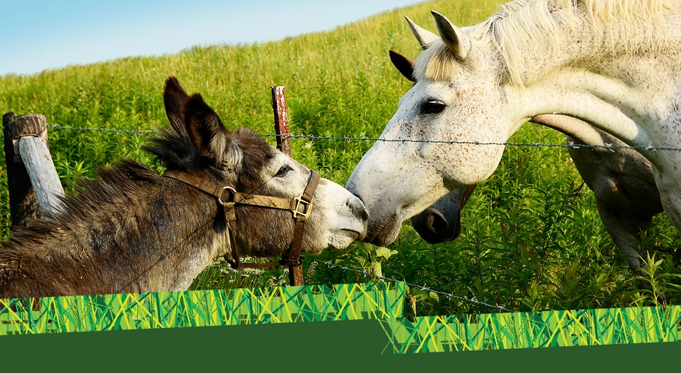 Asino o cavallo?