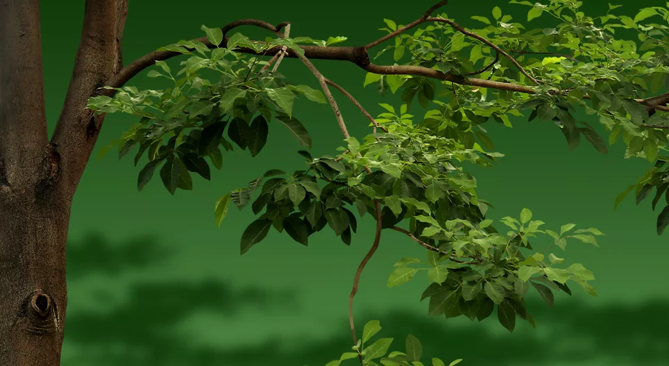 How much cooling effect does a tree have?