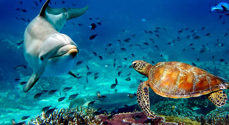 Animali marini