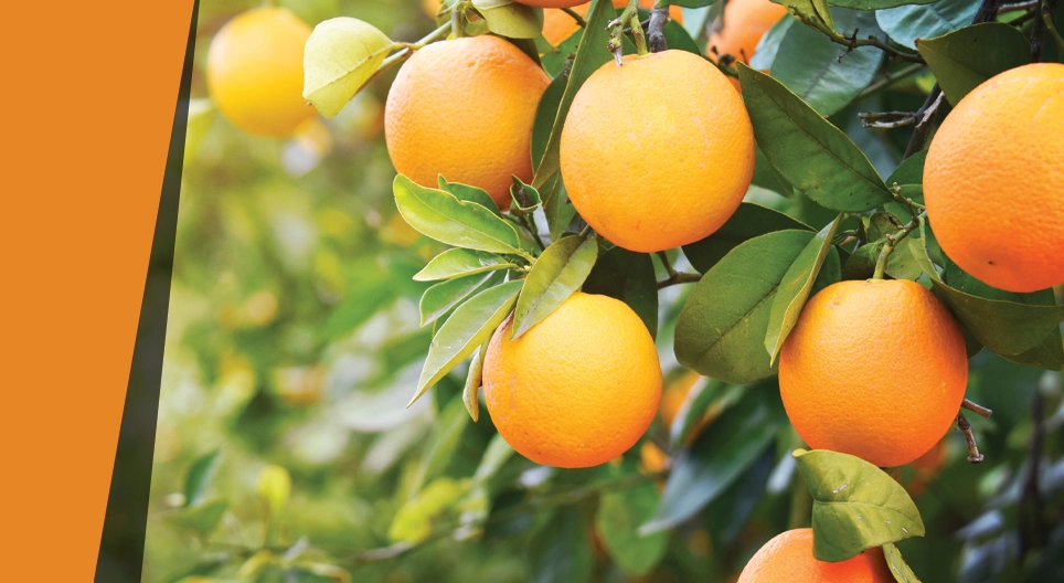 Arancio guerriero