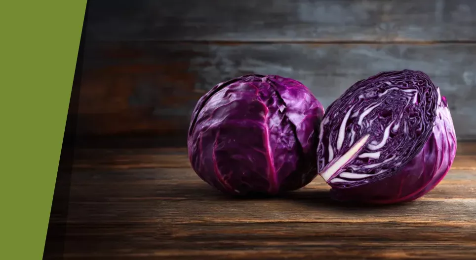 Il cavolo rosso multicolore
