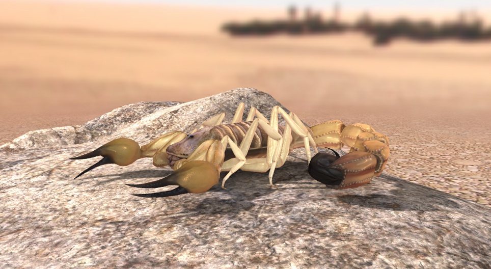 Scorpione giallo a coda grossa