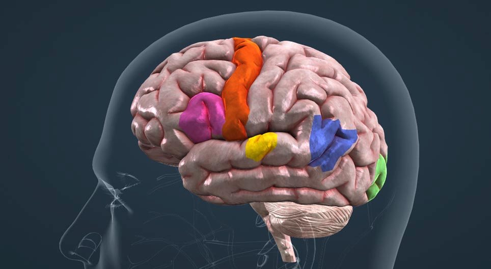 Organizzazione corticale del linguaggio