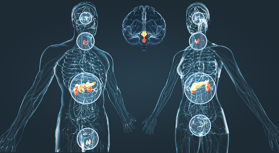 Sistema endocrino