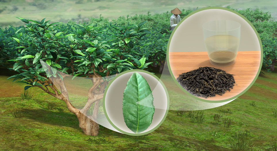 Pianta del tè (Camellia sinensis)
