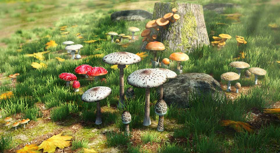Confronto tra i funghi commestibili e quelli velenosi