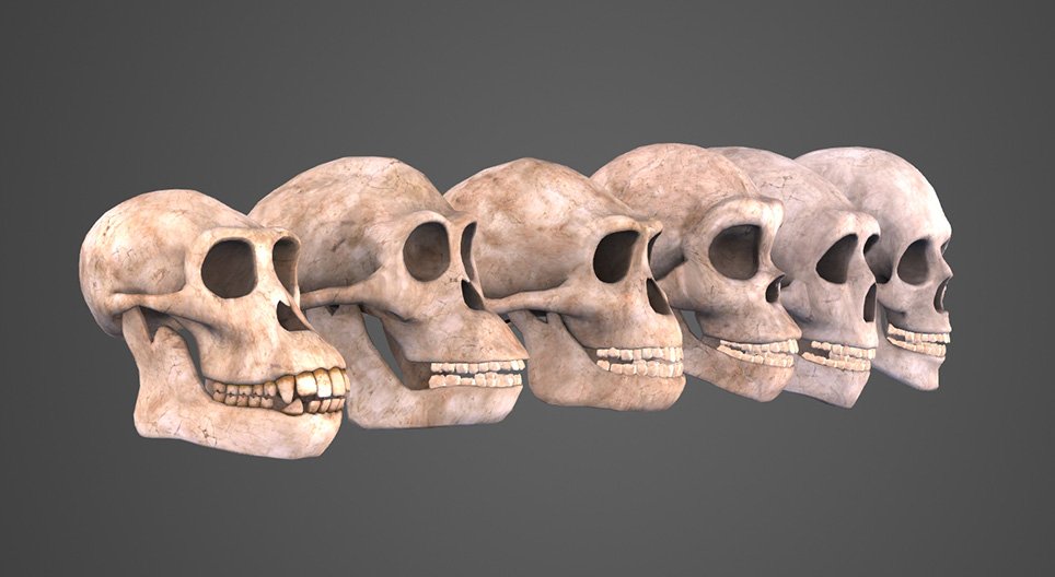 L’evoluzione umana