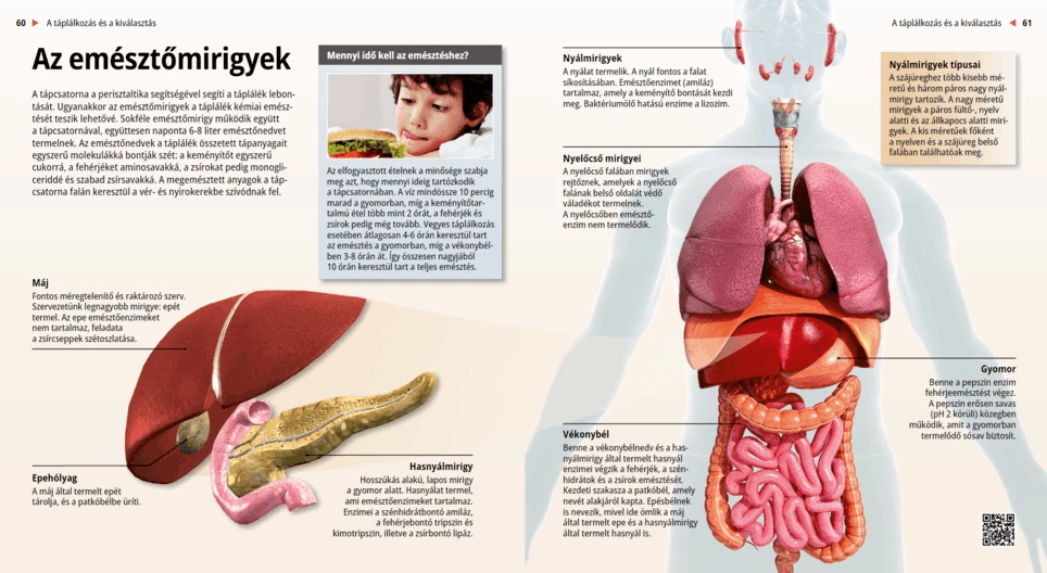 The Digestive Glands