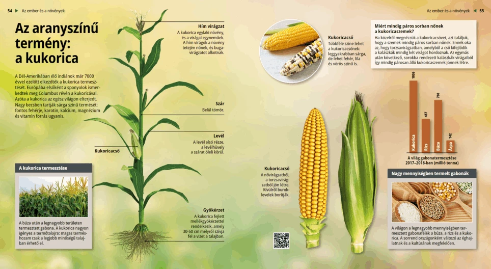 The Golden crop: the Maize