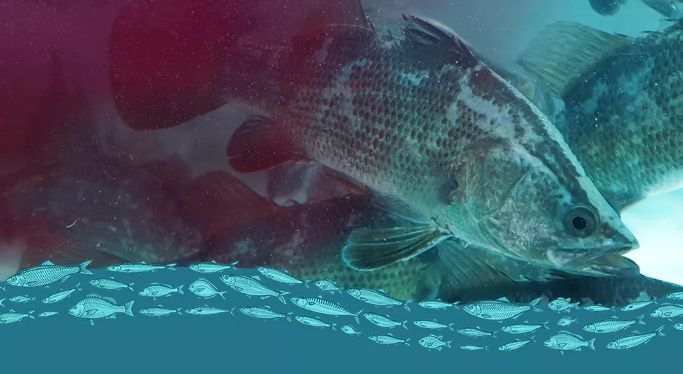 The downsides of fish farming