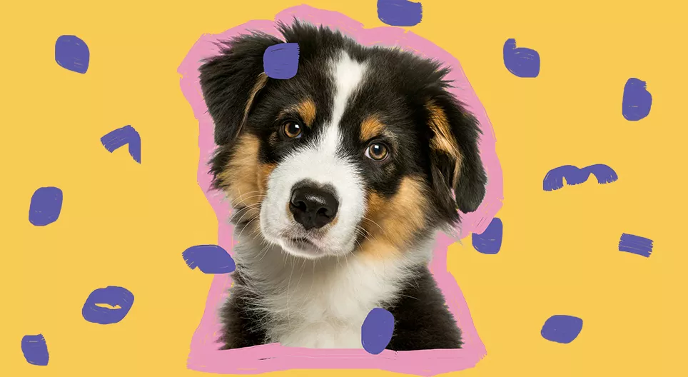 子犬を飼いたいですか？