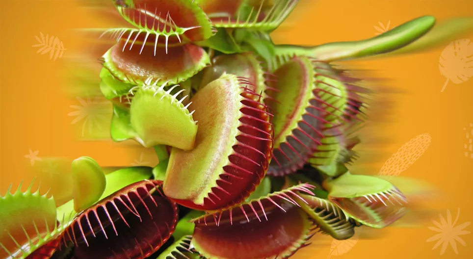 植物は動くのか？