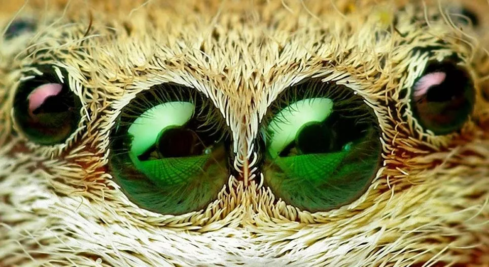 低木の中に何が隠れているのか