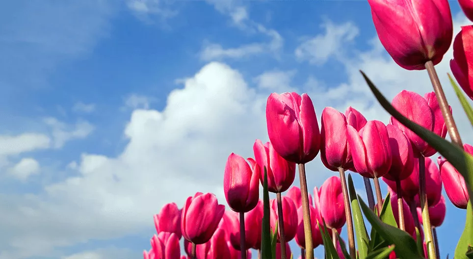 チューリップ畑を歩いたことがあるだろうか？