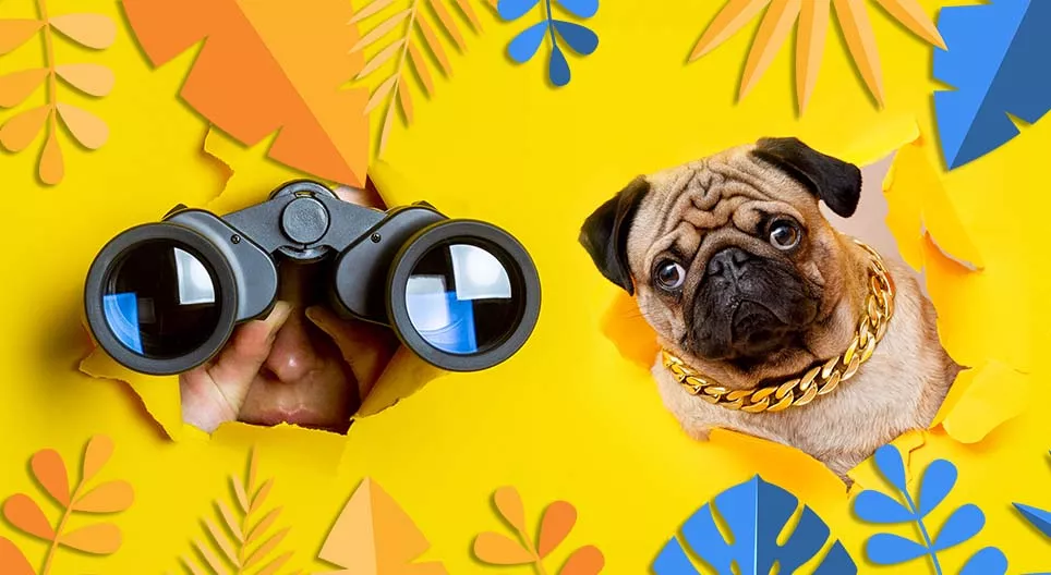 私が見ているものが見えますか。