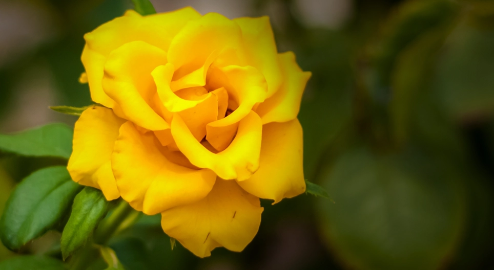 棘のない薔薇はあるのか