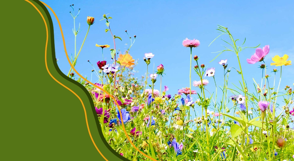 開花植物のライフサイクル