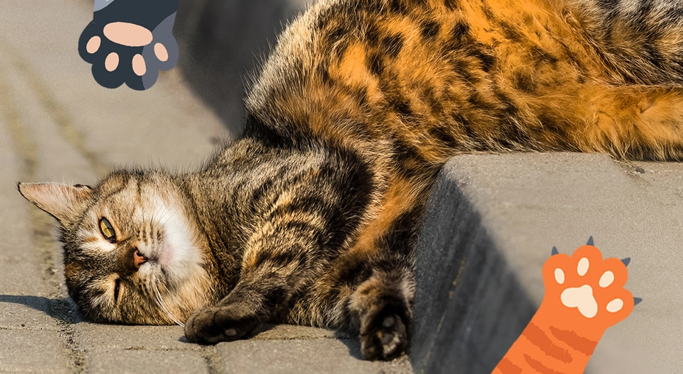 パーリング・フレンド