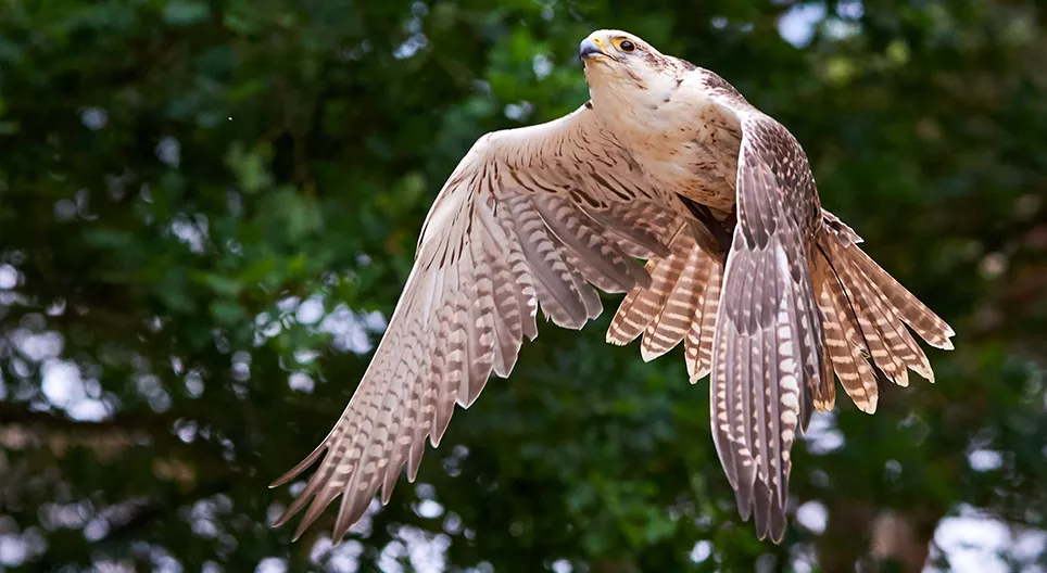 鳥はどのように飛ぶ？ パート1