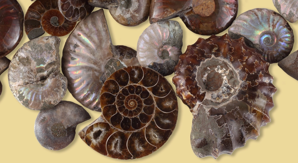 私たちの身体や建物を構成する普遍的な要素