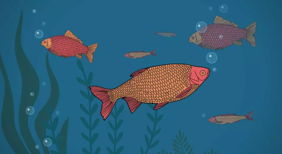 魚は飲みますか？