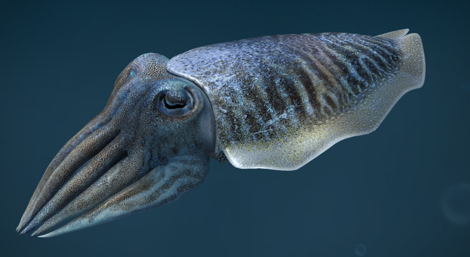 Common cuttlefish