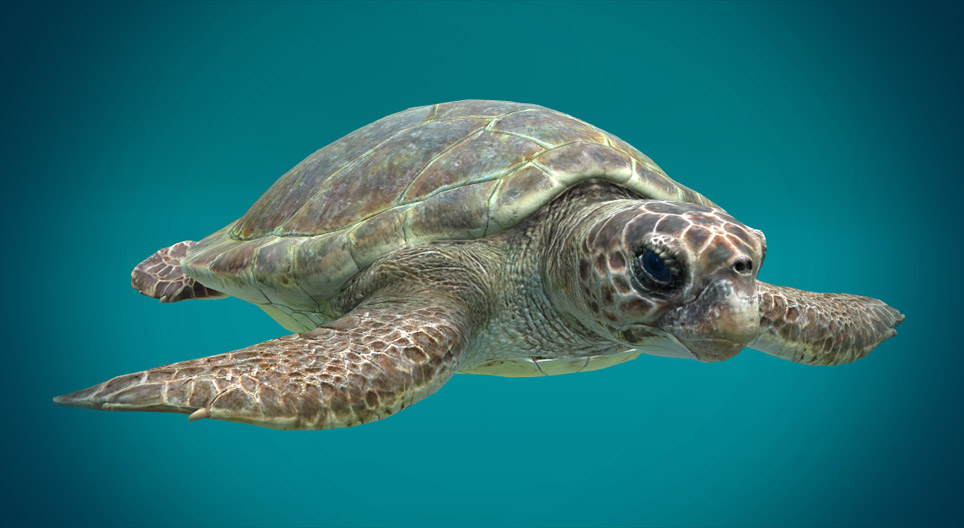 Loggerhead sea turtle