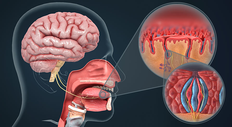味覚のメカニズム