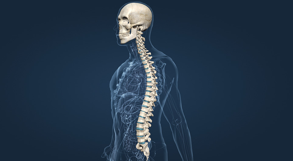 頭蓋骨と脊柱