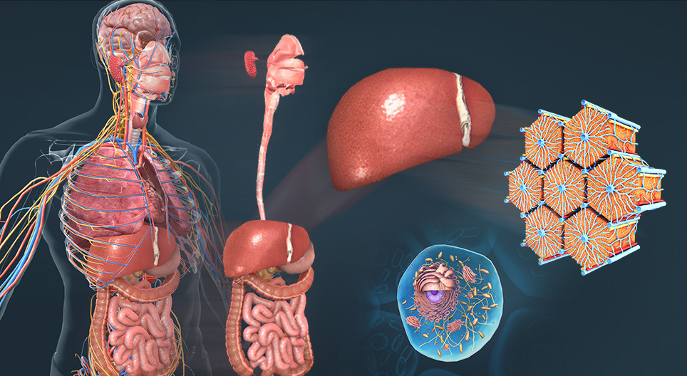 体を構成する各生物学的組織構造