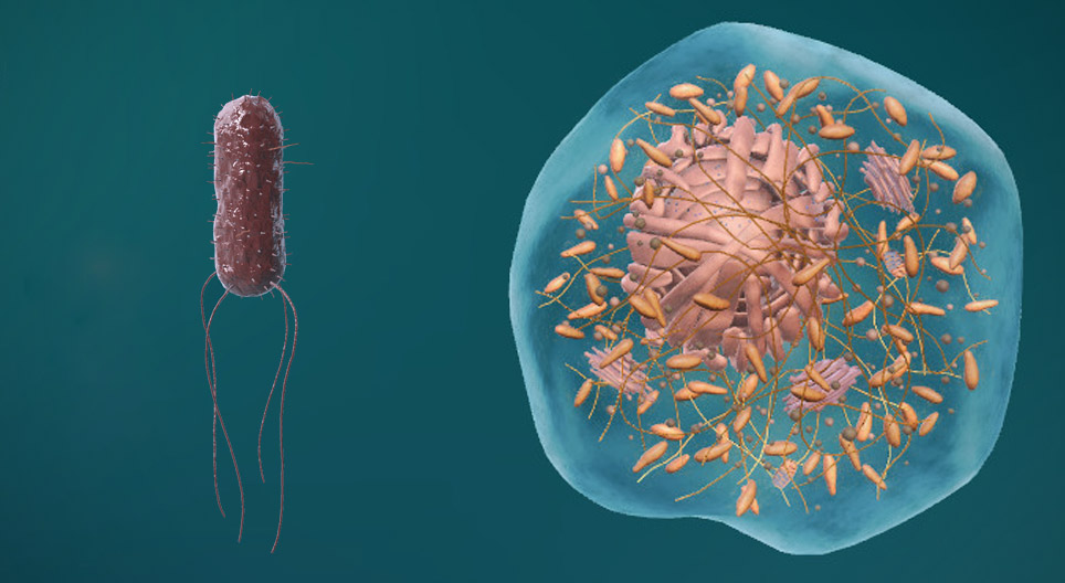 原核細胞と真核細胞の構造
