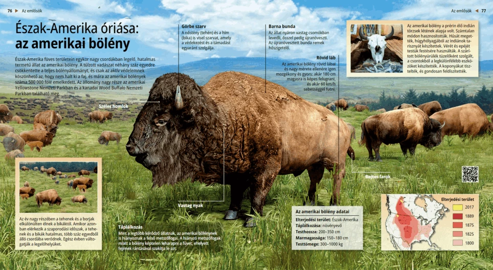 Американский бизон: гигант Северной Америки